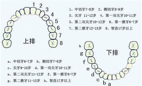 人有幾個牙齒 拜四角擇日